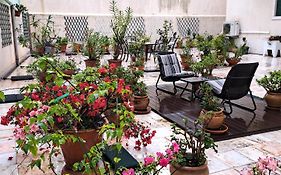 Sunny Green Terrace